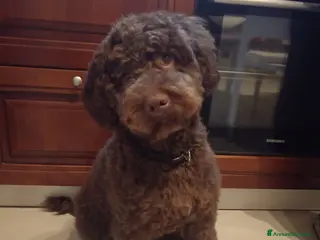 Lagotto cani Vendo cucciolo di Lagotto Romagnolo - Annuncio 10