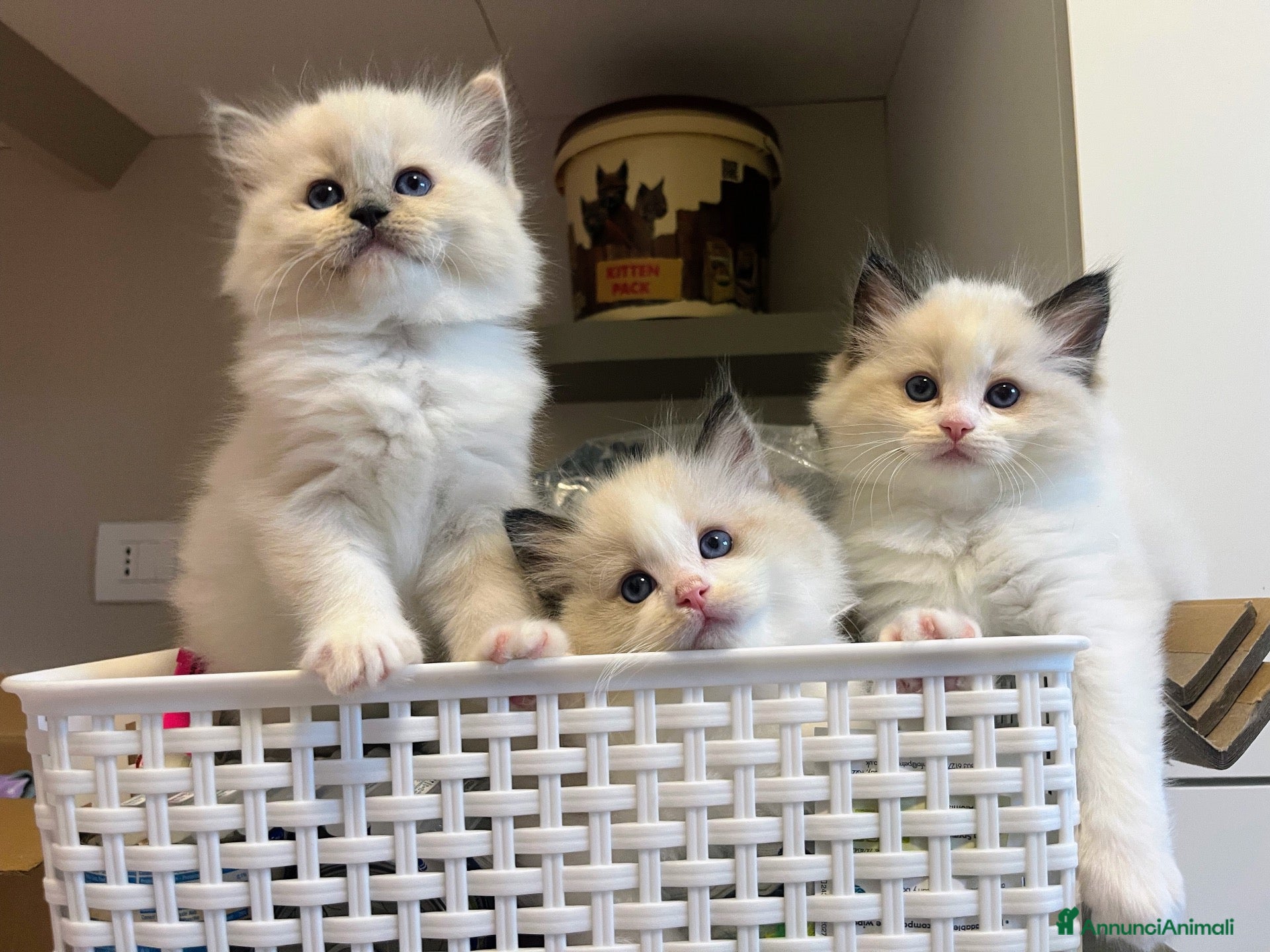 Ragdoll gatti Straordinari cuccioli ragdoll - Annuncio 2