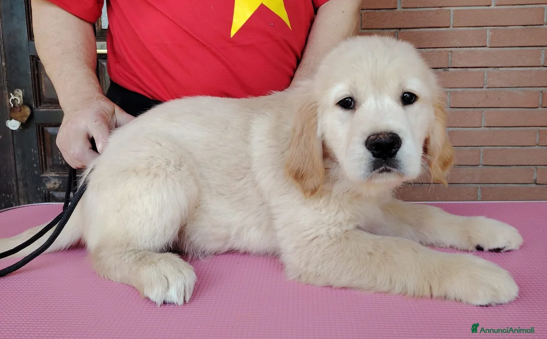 Golden Retriever cani in vendita: Ultime 2 cucciole Golden Retriever pronta consegna - Annuncio 4