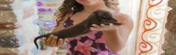 Bassotto cani in vendita: Bassotti con pedigree enci - Annuncio 7