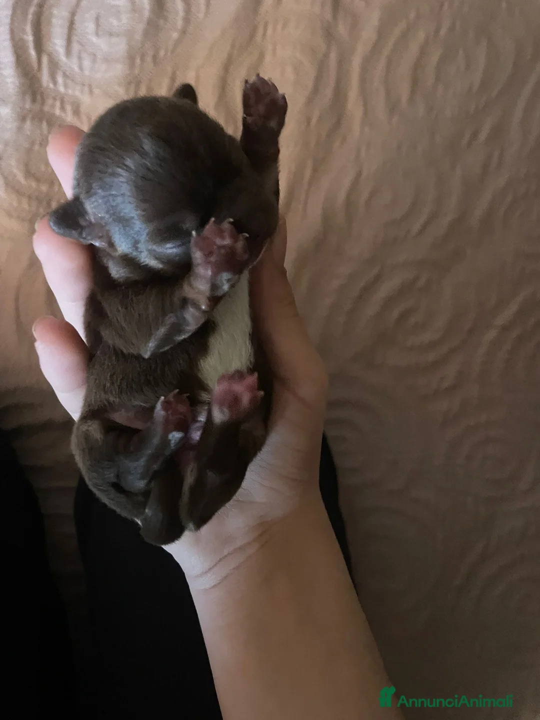 Chihuahua cani in vendita: Chihuahua - Annuncio 2