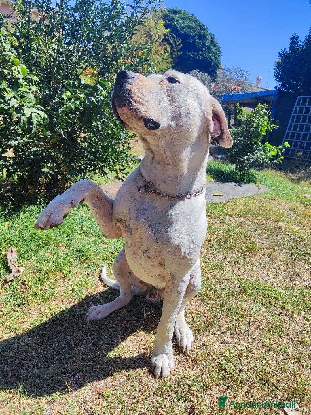 Dogo Argentino cani per accoppiamento: Maschio Dogo Argentino  - Annuncio 2