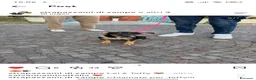 Meticcio cani in regalo: Taffy - Annuncio 3