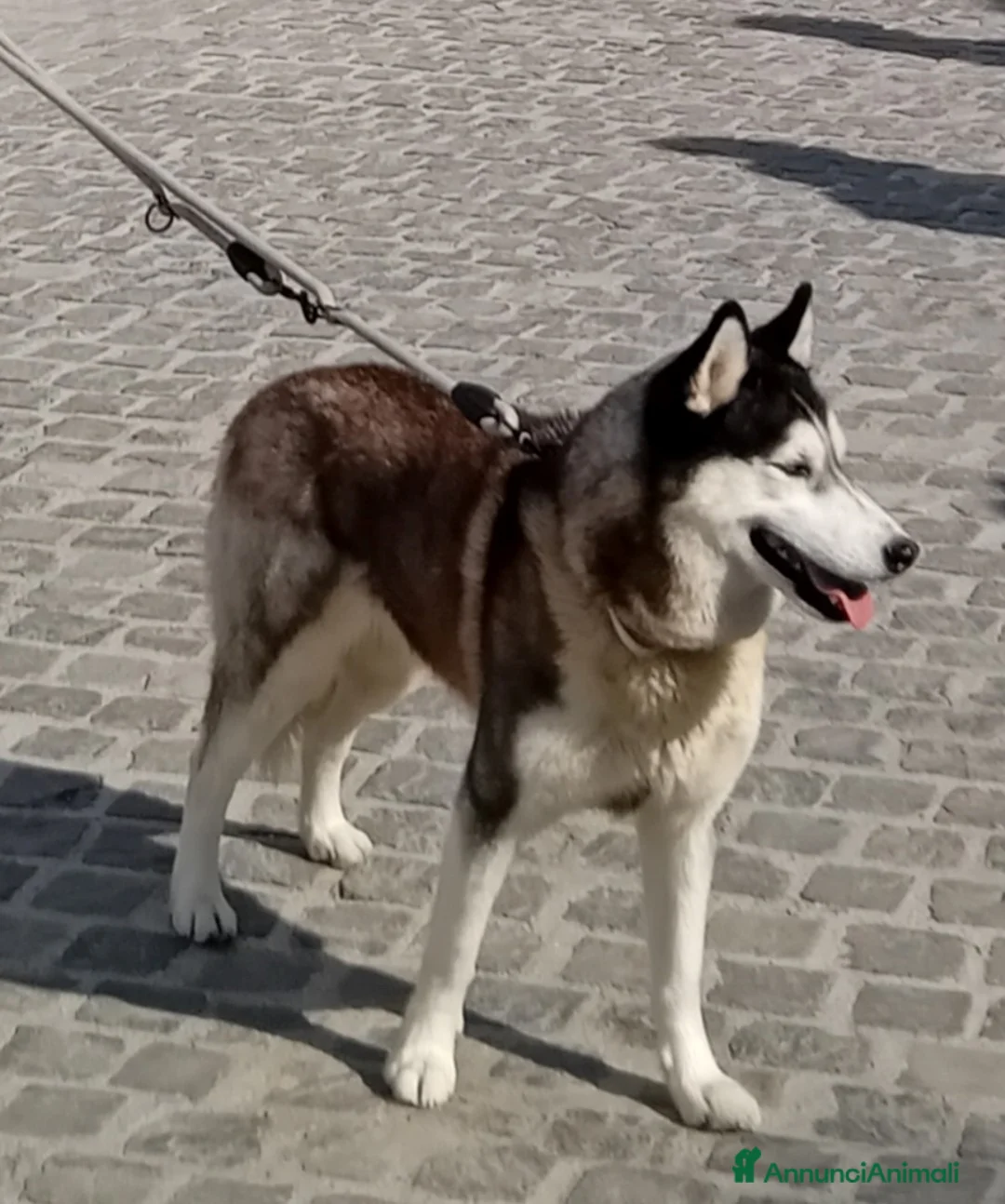 Husky cani in vendita: Cuccioli siberian husky con pedegree - Annuncio 7