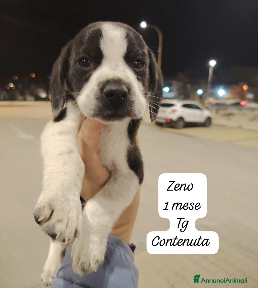 Meticcio cani in regalo: Meticci dimenticati da tutti! - Annuncio 5