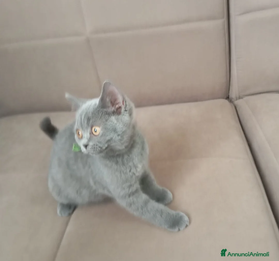 British gatti in vendita: British shorhair  - Annuncio 15