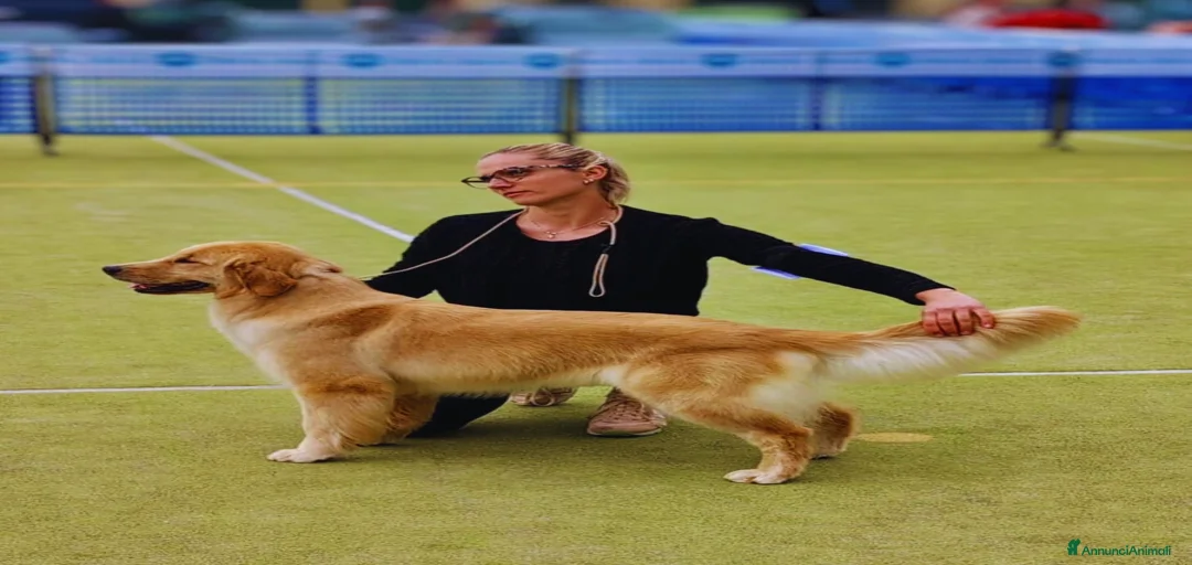 Immagine della galleria {{count}}