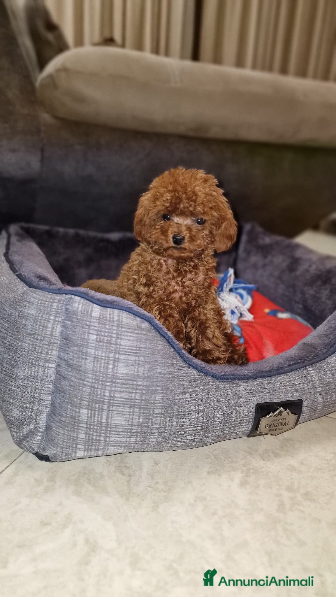Barboncino Toy cani in vendita: Barboncino mini toy e Teacup Red brown  - Annuncio 17