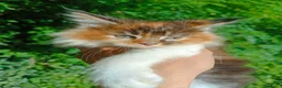 Maine Coon gatti in vendita: Cuccioli Maine Coon pedigree alta genealogia  - Annuncio 3
