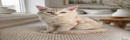 Maine Coon gatti in vendita: Maine coon con pedigree  - Annuncio 1