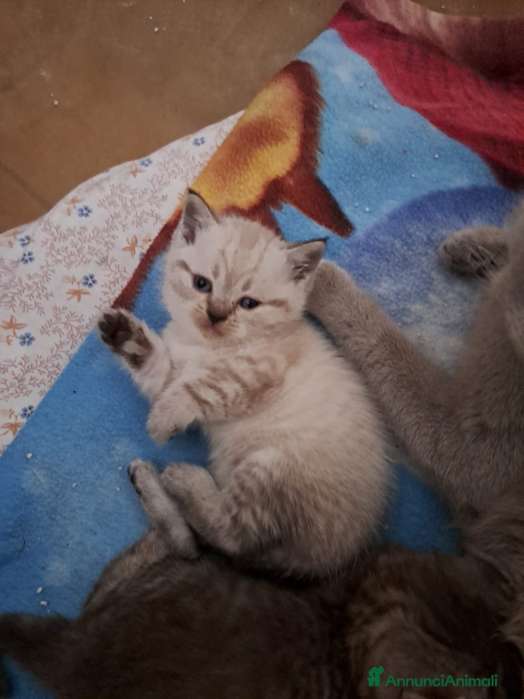 Scottish gatti in vendita: Fantastici Gattini Scottish Straight  - Annuncio 3