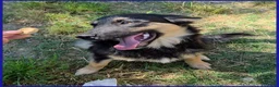 Meticcio cani in regalo: SEMOLINO simpatico mix border - Annuncio 4