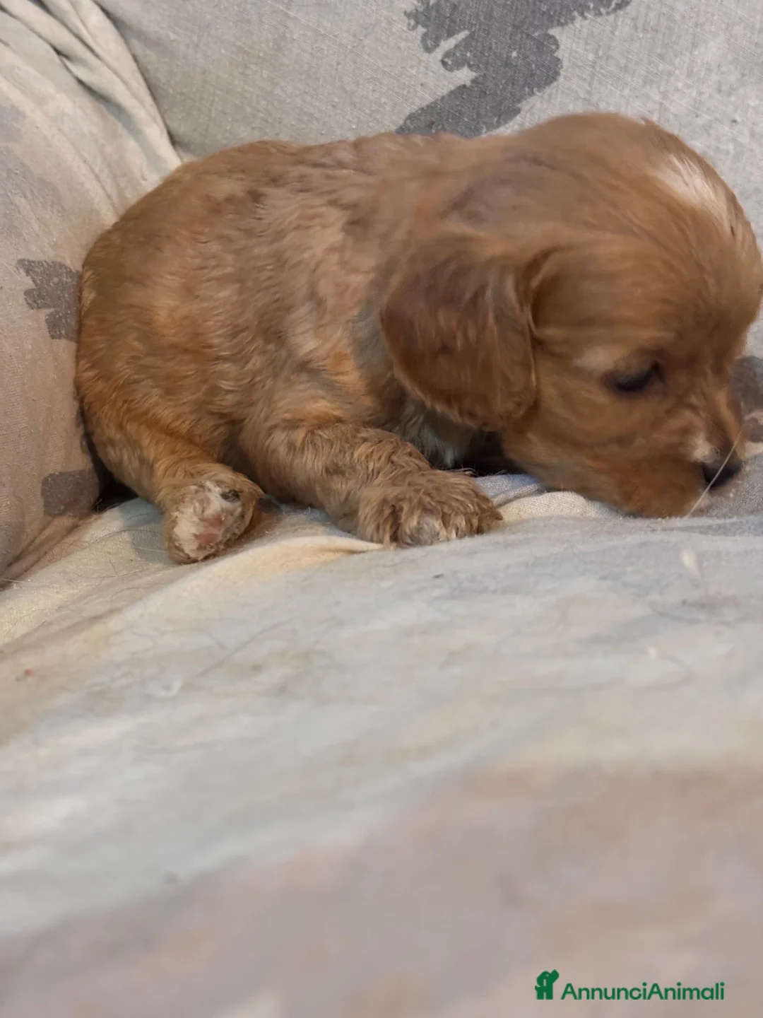 Cavapoo cani in vendita: Cuccioli di Cavapoo - Annuncio 35