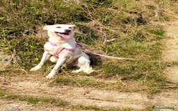 Meticcio cani in regalo: ALICE  a Città Metropolitana di Torino - Immagine 28