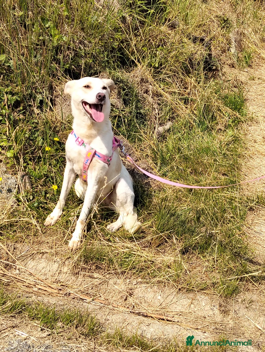 Meticcio cani in regalo: ALICE  a Città Metropolitana di Torino - Immagine 28
