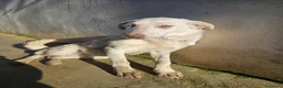 Meticcio cani in regalo: Chiara: giovane, socievole ed equilibrata - Annuncio 22