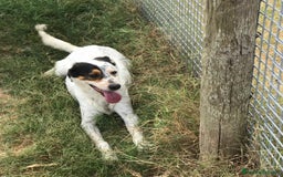 Meticcio cani in regalo: Bronto, un visetto dipinto a mano - in adozione a Provincia di Latina - Immagine 7