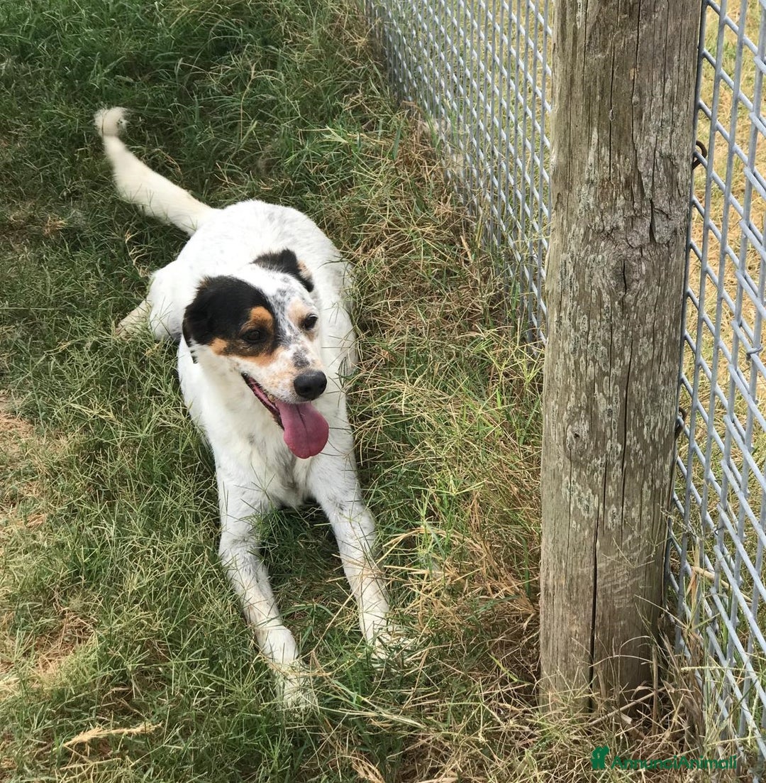 Meticcio cani in regalo: Bronto, un visetto dipinto a mano - in adozione a Provincia di Latina - Immagine 7