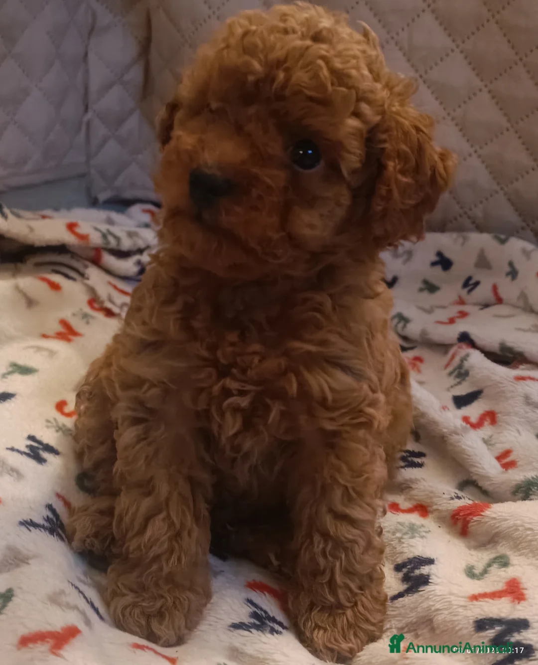 Barboncino Toy cani in vendita: Barboncini Toy disponibili  - Annuncio 6