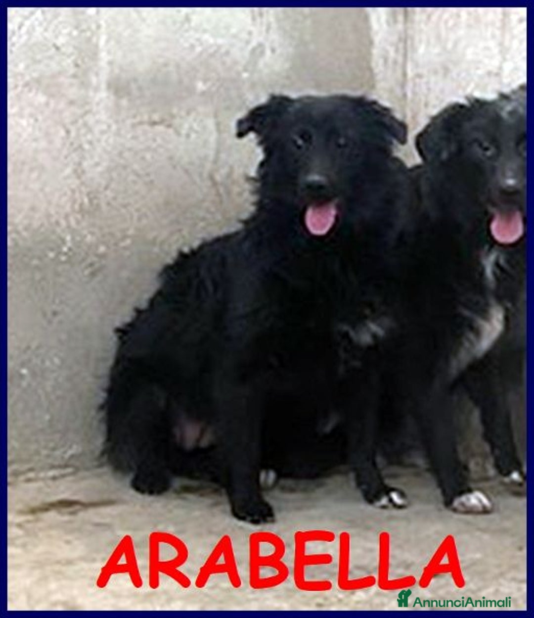 Meticcio cani in regalo: ARABELLA timida curiosetta - tg media - Annuncio 1