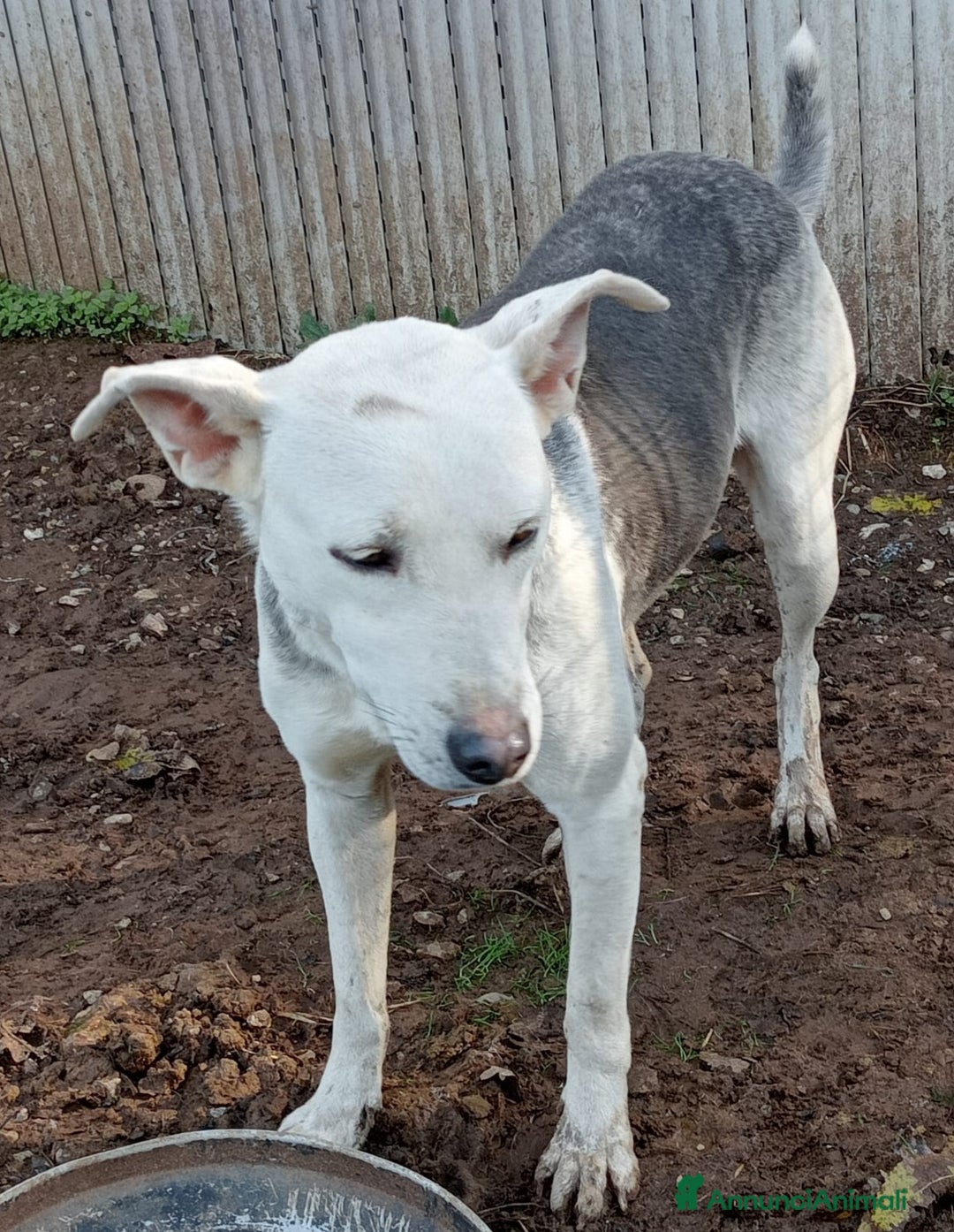 Meticcio cani in regalo: ARIA ASPETTA UNA MAMMA  - Annuncio 3