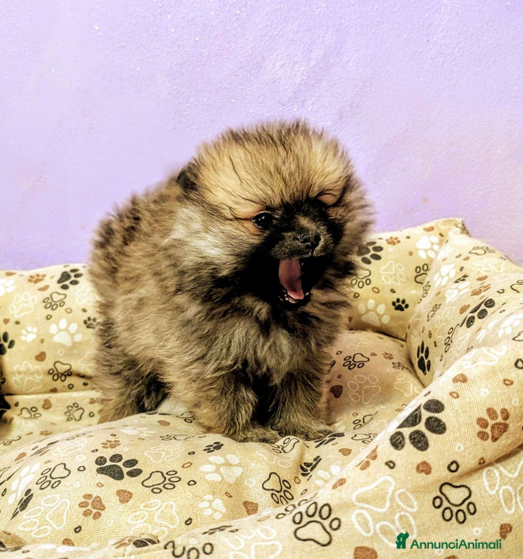 Volpino Pomerania cani in vendita: Volpino pomerania - Annuncio 13