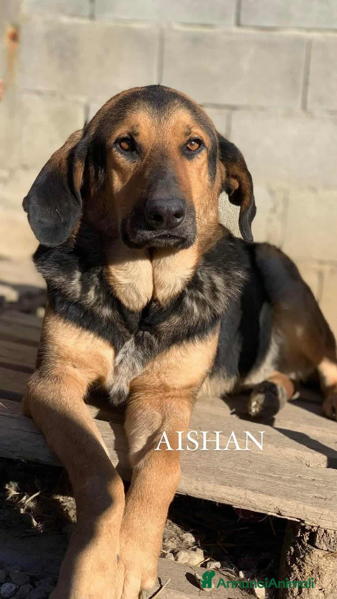Meticcio cani in regalo: AISHAN, dimenticato da tutti! - Annuncio 6