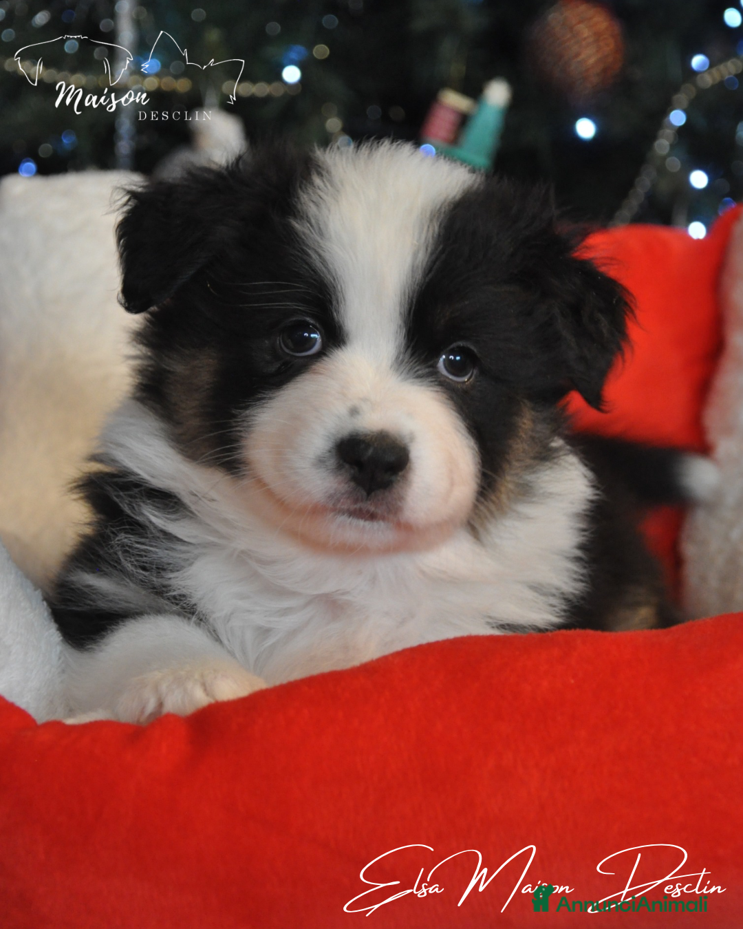 Australian Shepherd cani in vendita: Cuccioli pastore australiano  - Annuncio 2