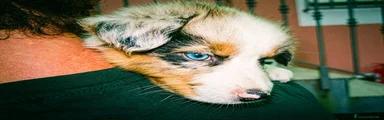 Australian Shepherd 5