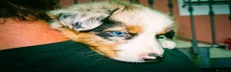 Australian Shepherd cani in vendita: Cuccioli Pastore australiano - Annuncio 8