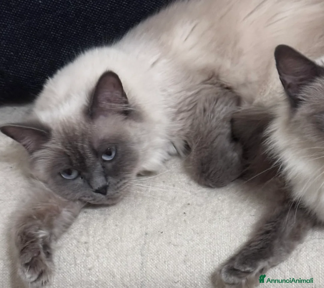 Ragdoll gatti in vendita: Cuccioli Ragdoll  - Annuncio 2