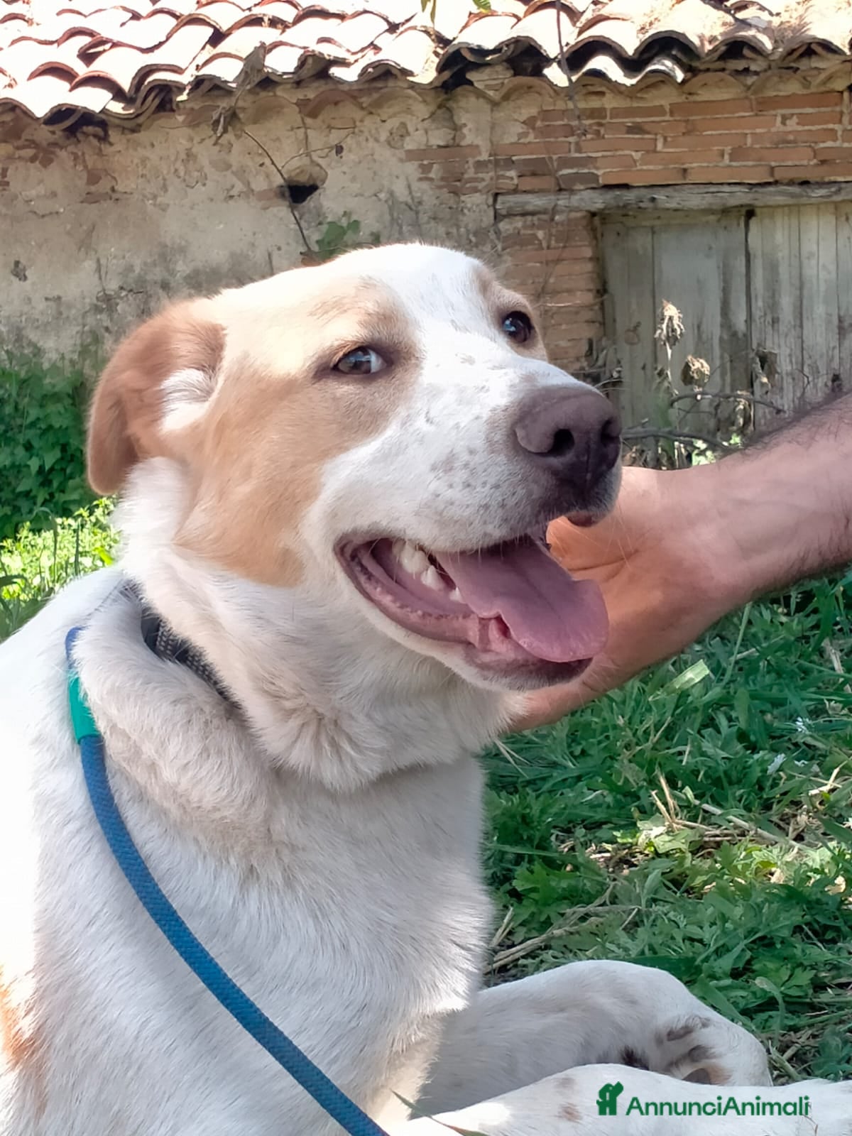 Meticcio cani MOOCKIE CUCCIOLO MIX LABRADOR  - Annuncio 9