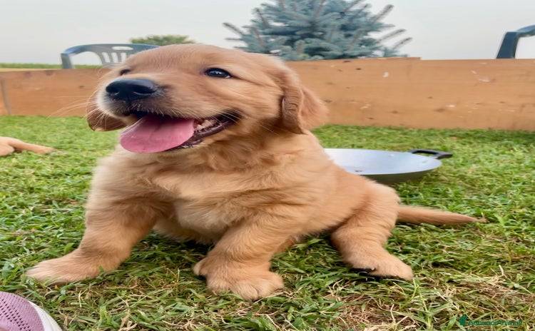 Golden Retriever cani a Provincia di Cuneo - Annuncio 10