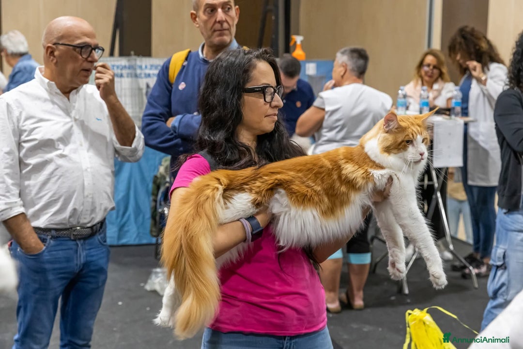 Immagine della galleria {{count}}