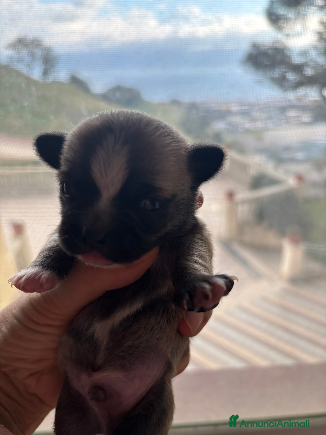 Chihuahua cani in vendita: Cuccioli Chihuahua con pedigree  - Annuncio 10