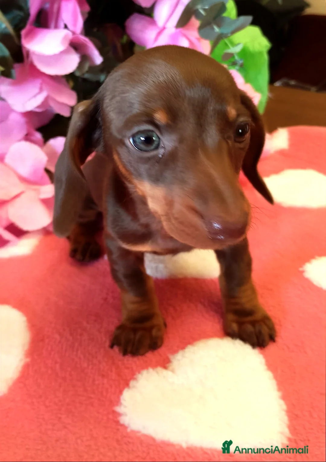 Bassotto cani in vendita: Cucciola bassotto tedesco con Pedigree - Annuncio 3