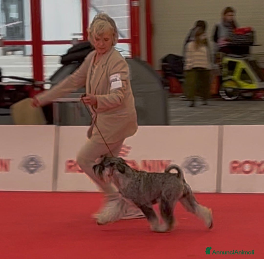 Schnauzer cani in vendita: Schnauzer medio pepe e sale - Annuncio 6