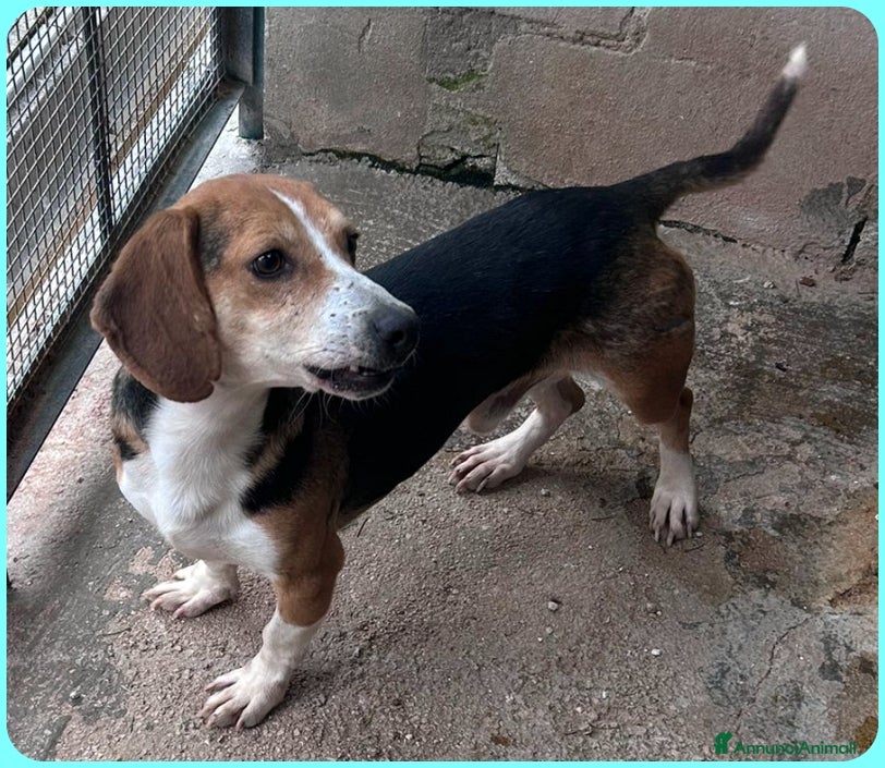 Beagle cani NAPOLEONE MIX BEAGLE 4 ANNI SI DISPERA NEL SUO BOX - Annuncio 2