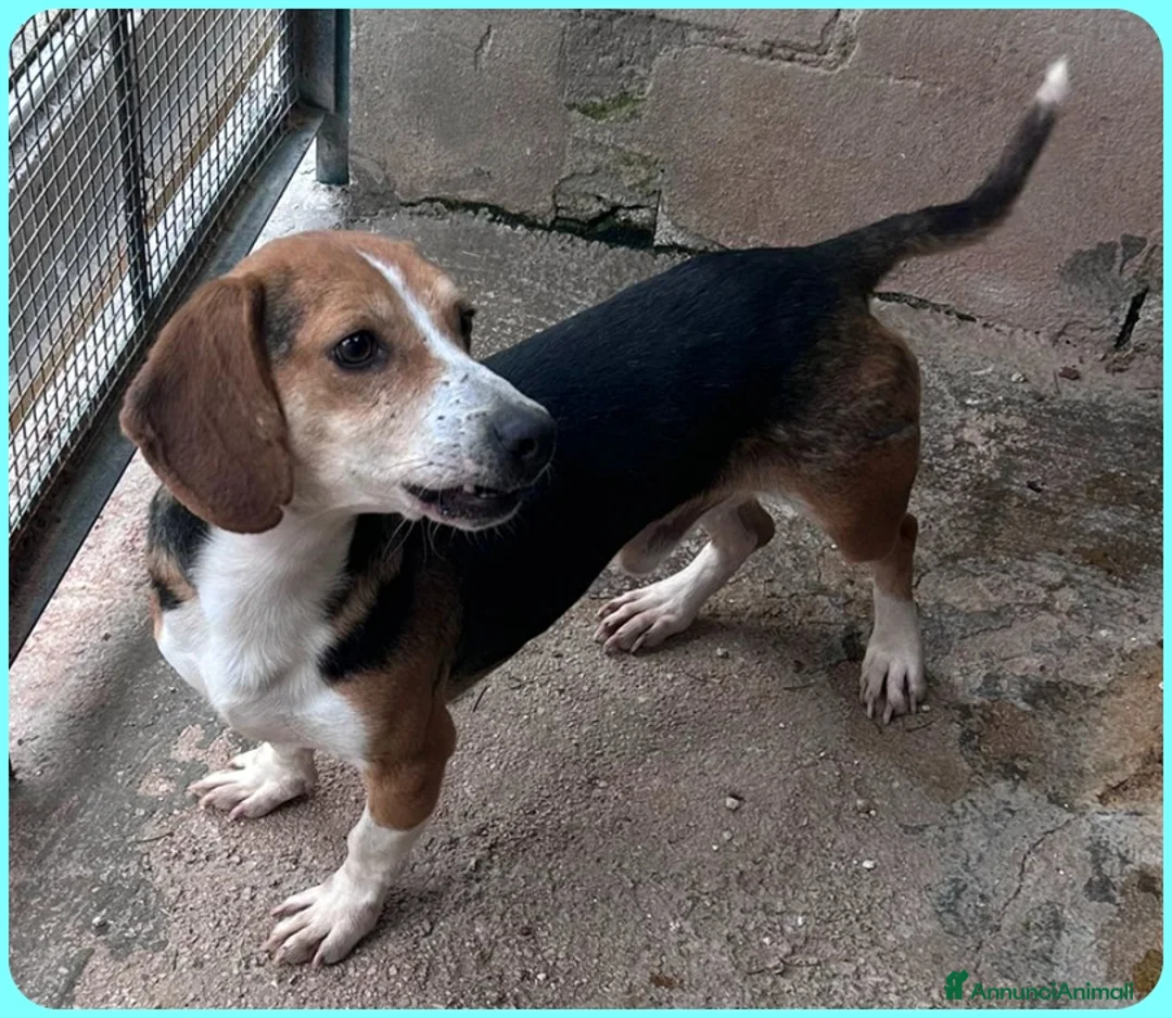 Beagle cani in regalo: NAPOLEONE MIX BEAGLE 4 ANNI SI DISPERA NEL SUO BOX - Annuncio 2