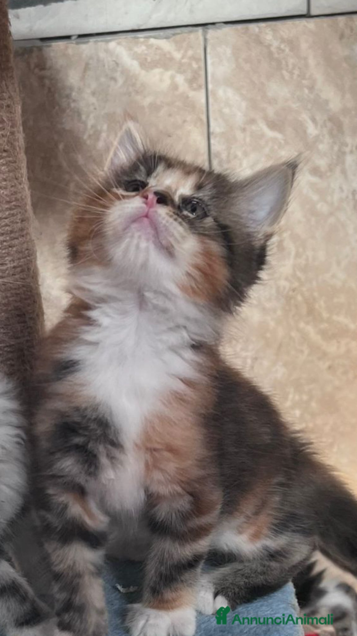 Maine Coon gatti in vendita: Disponibili cuccioli Maine Coon  - Annuncio 5
