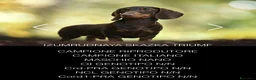 Bassotto Nano cani in vendita: Cuccioli bassotti arlecchini  a Provincia di Pavia - Annuncio 2