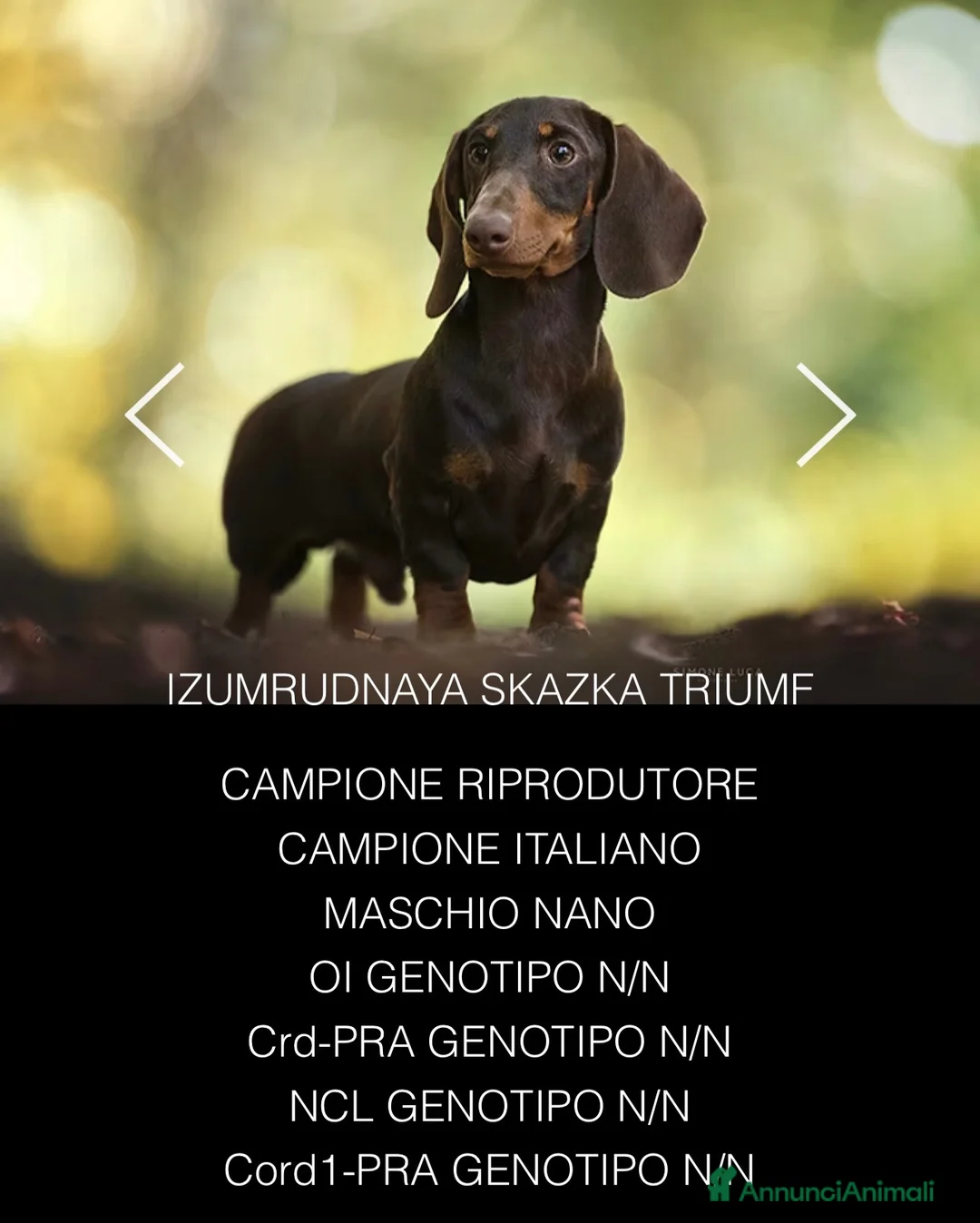 Bassotto Nano cani in vendita: Cuccioli bassotti arlecchini  a Provincia di Pavia - Annuncio 2