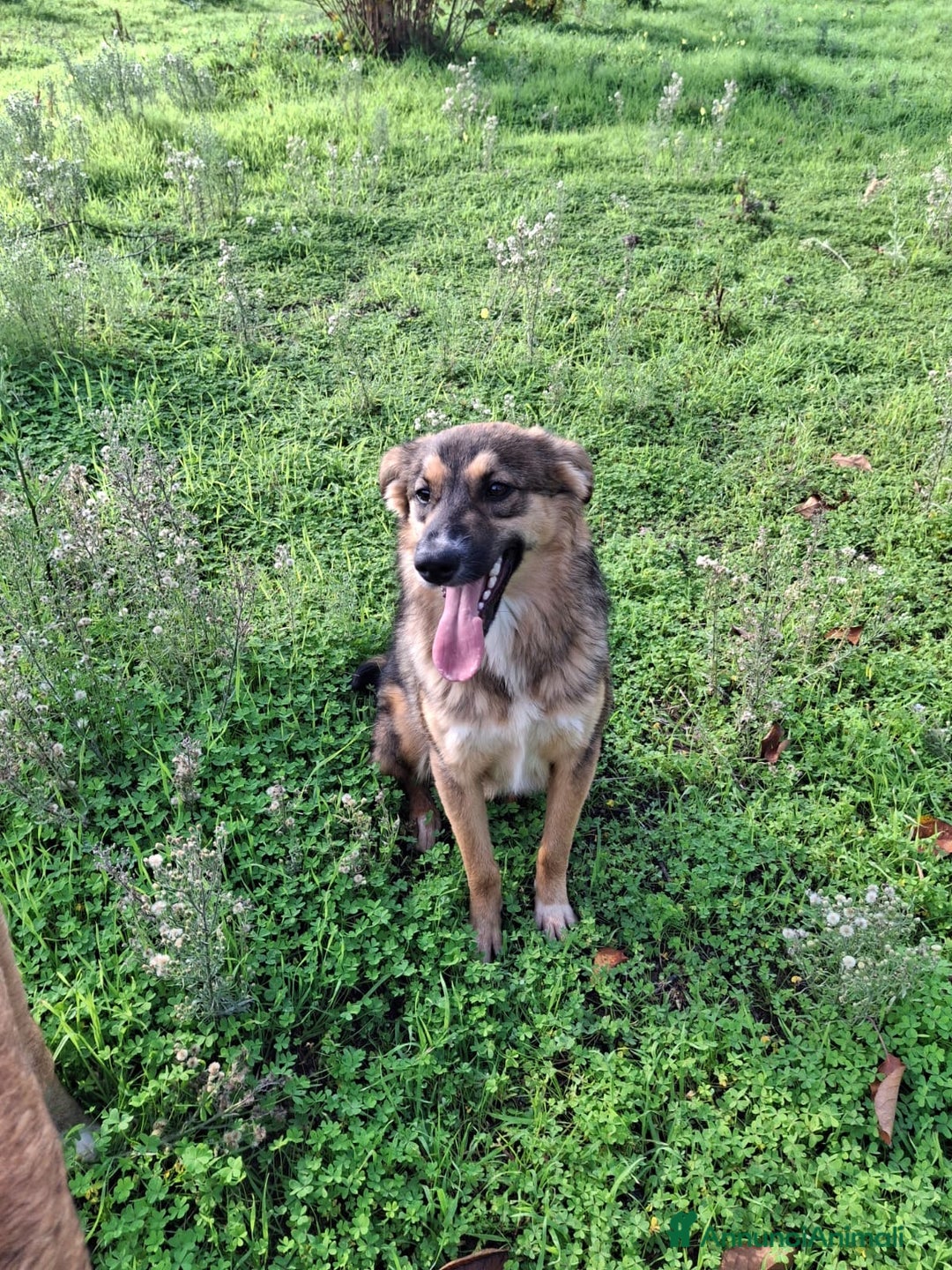 Meticcio cani in regalo: BRENDA 🩷-cucciola.La adotti?Non lasciarla nel box - Annuncio 7