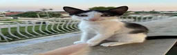 Meticcio gatti in regalo: Gattini in regalo a Siracusa  a Libero consorzio comunale di Siracusa - Annuncio 10