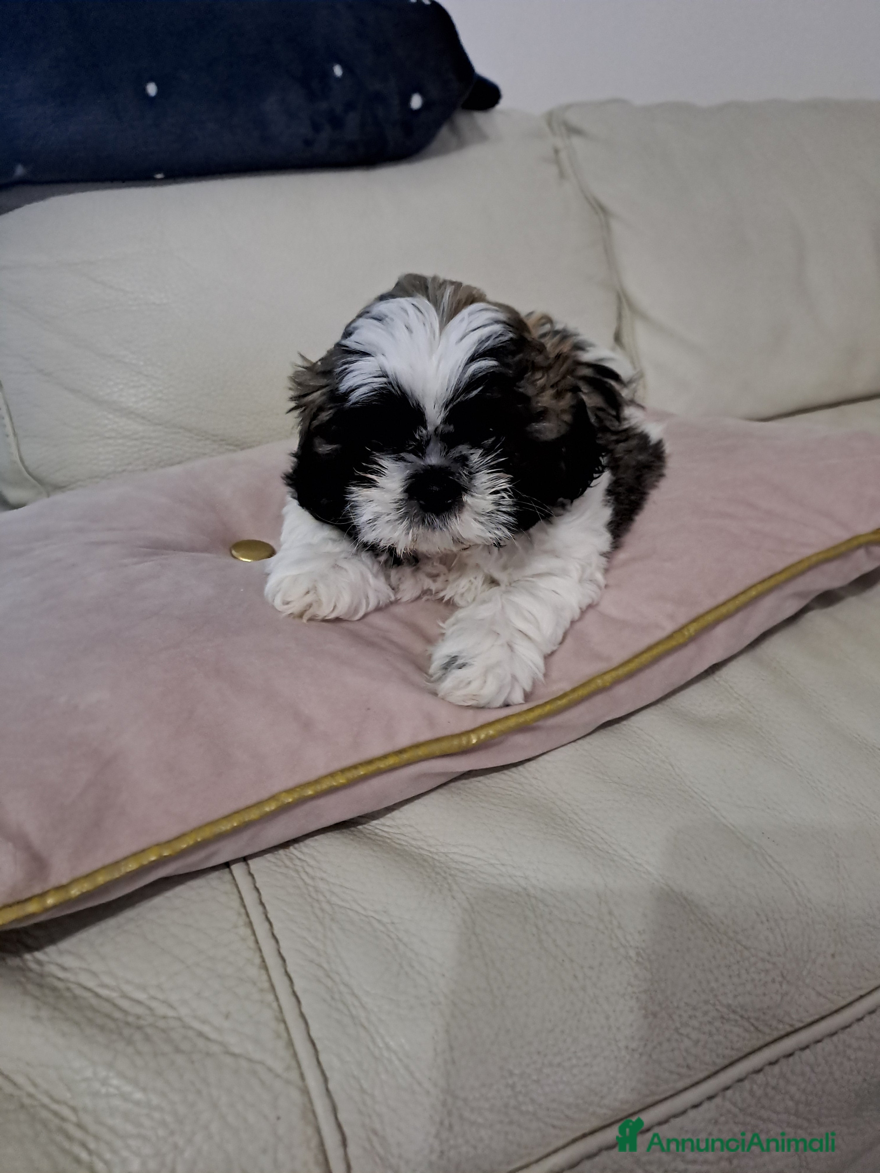 Shih Tzu cani Shitsu - Annuncio 1