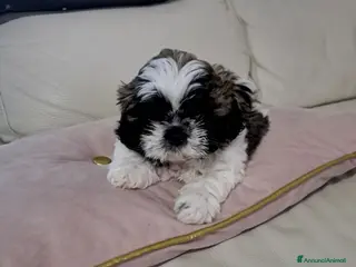Shih Tzu cani Shitsu - Annuncio 1