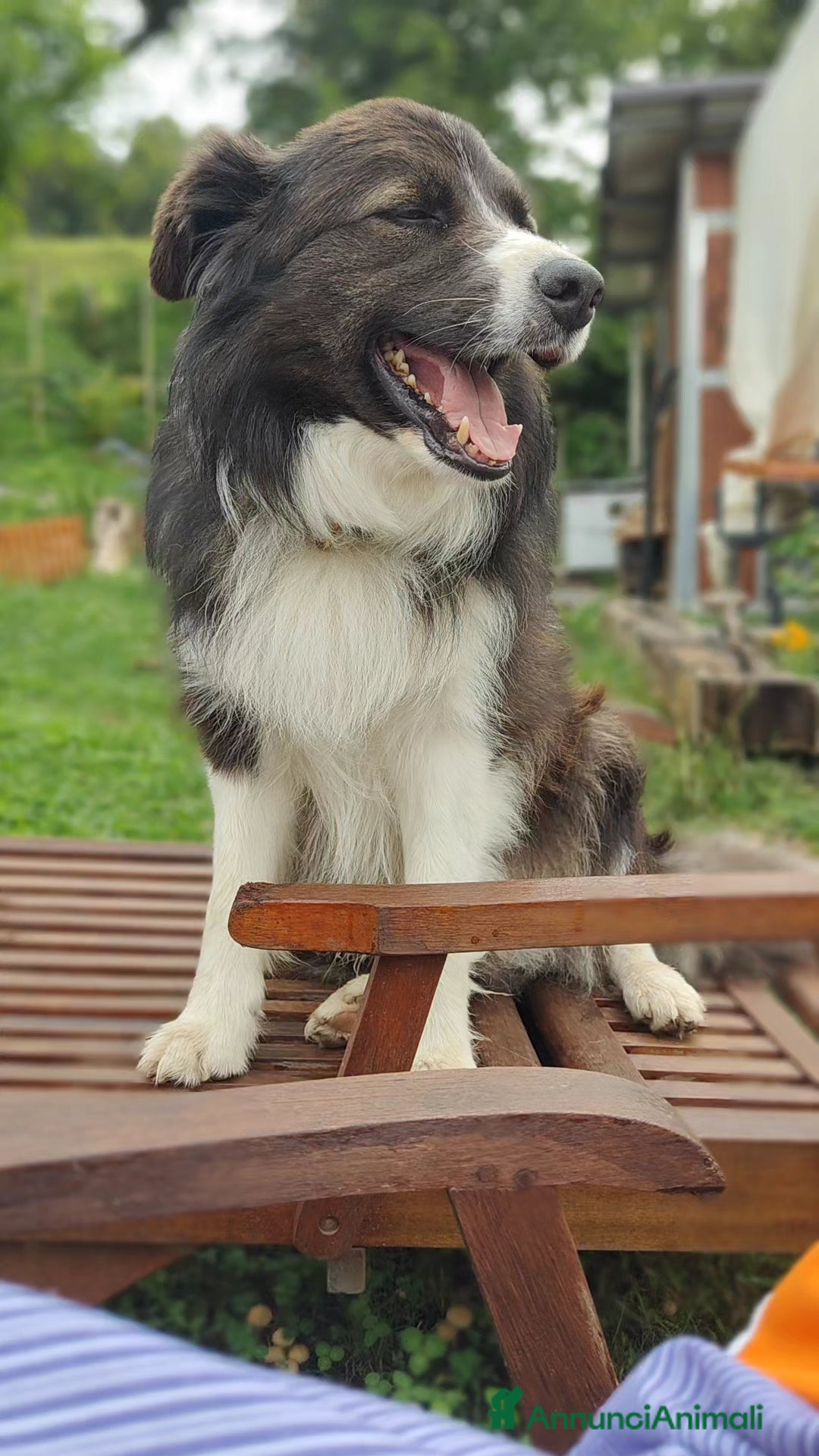 Border Collie cani in vendita: Eccoci arrivati - Annuncio 3