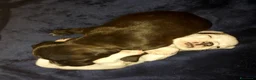 Staffordshire cani in vendita: STAFFORDSHIRE BULL TERRIER  - Annuncio 5