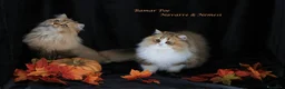 British gatti in vendita: Bamar Poe cattery  - Annuncio 11