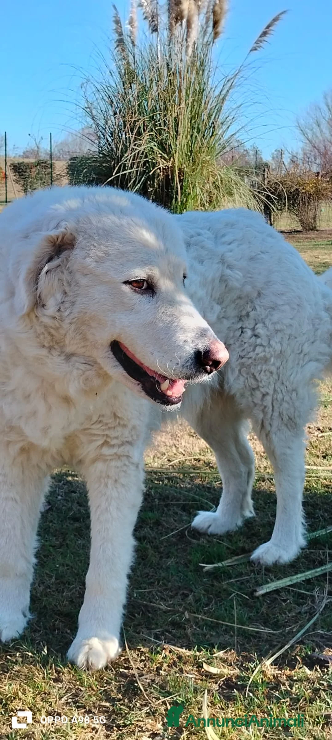 Meticcio cani in regalo: MILÙ  - Annuncio 5